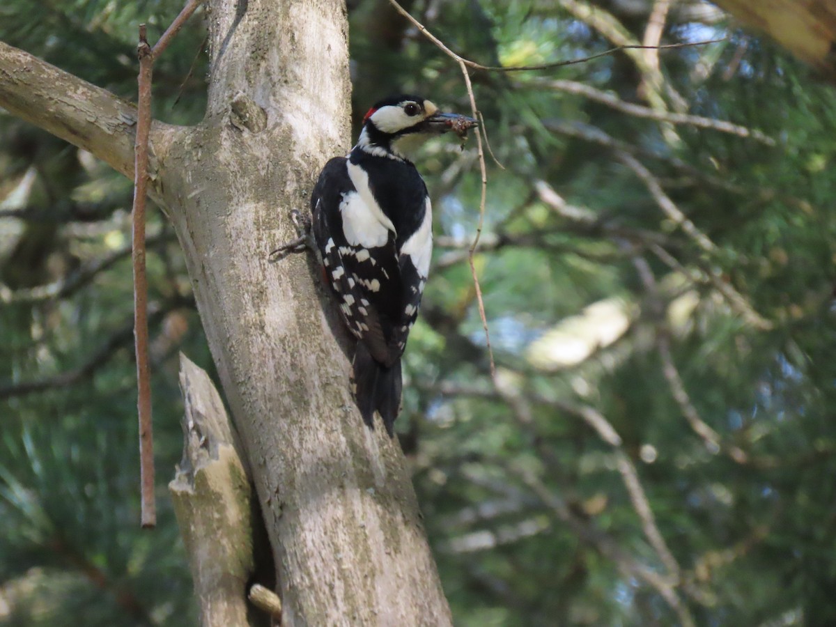 Great Spotted Woodpecker - ML620583219