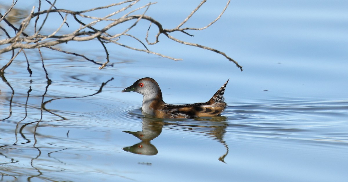 Baillon's Crake (Australasian) - ML620583229