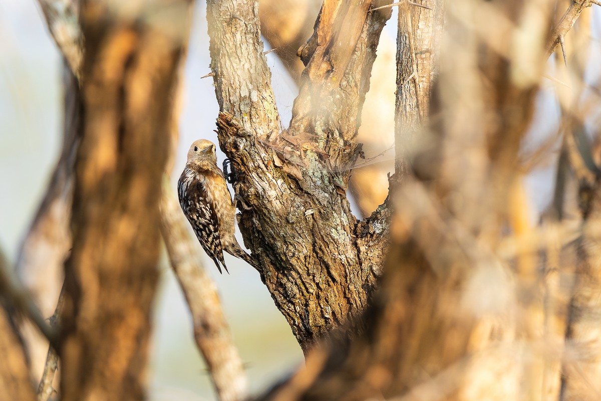 Yellow-crowned Woodpecker - ML620583243