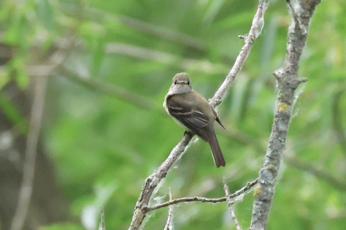 Least Flycatcher - ML620583255