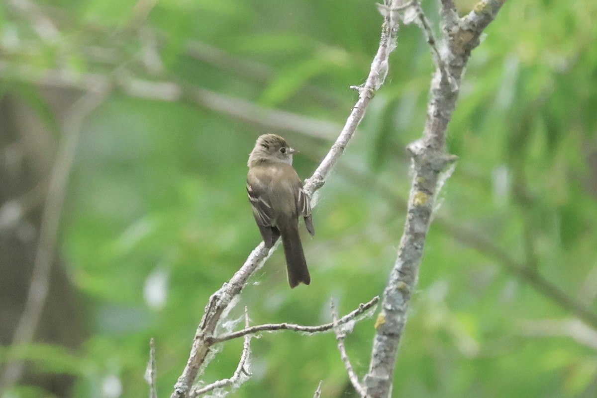 Least Flycatcher - ML620583256