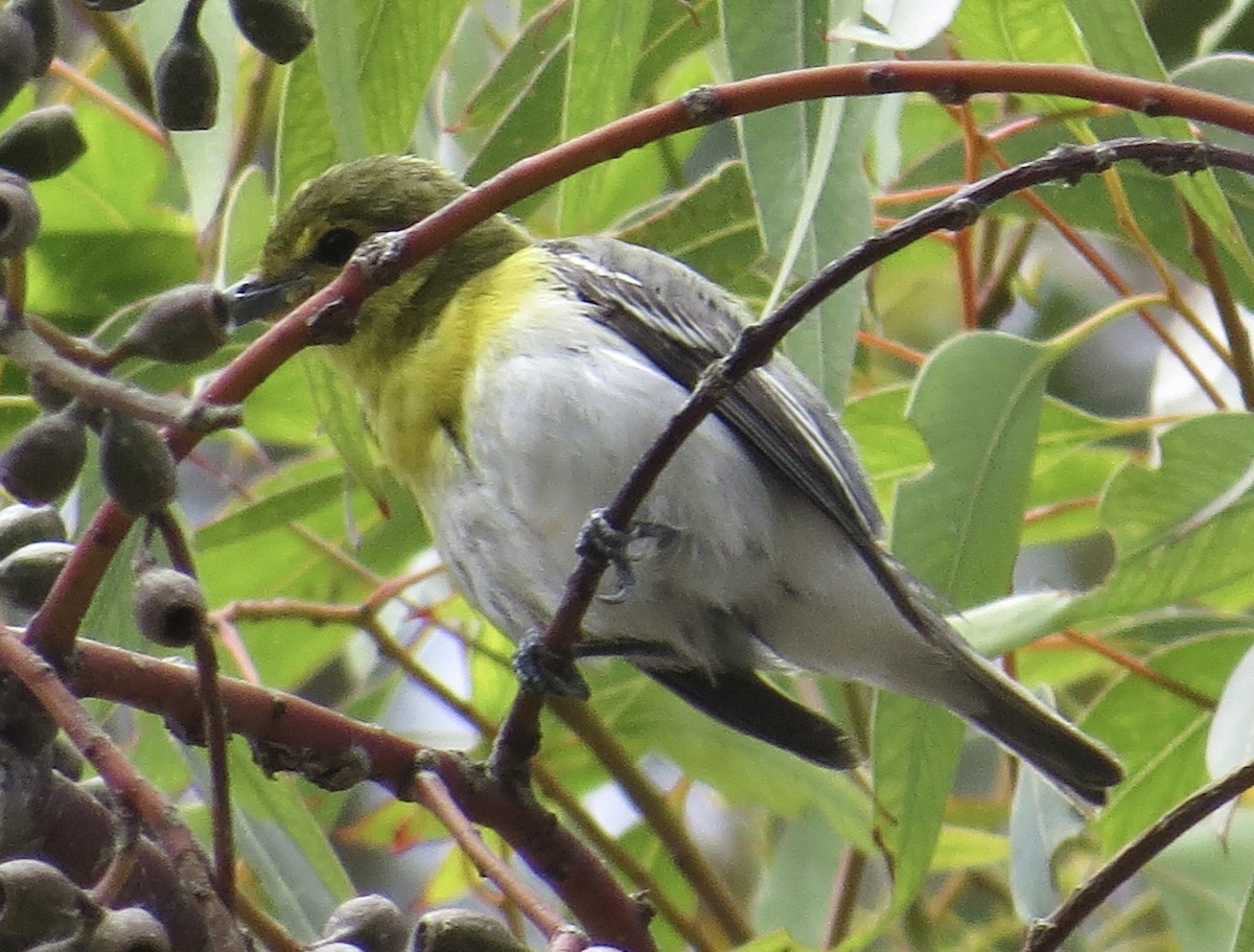 Yellow-throated Vireo - ML620583259