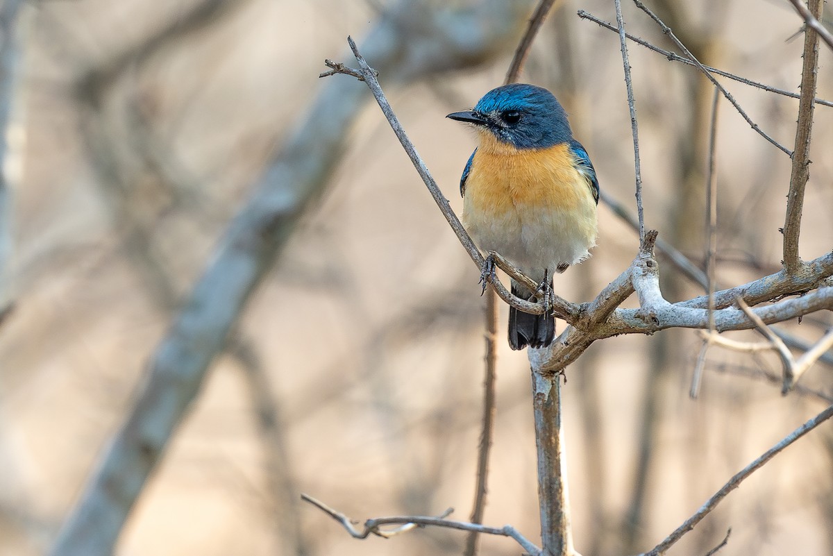 Tickell's Blue Flycatcher - ML620583260