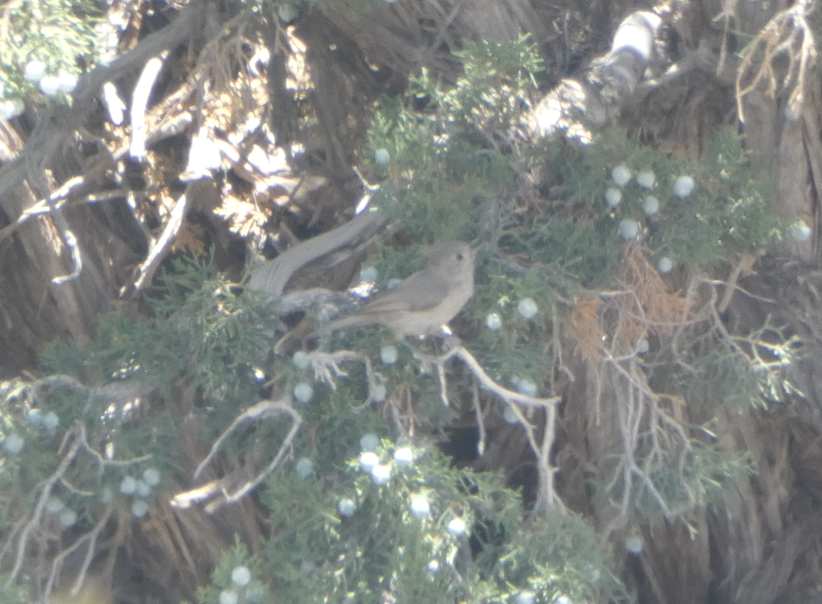 Juniper Titmouse - Kevin Hayes