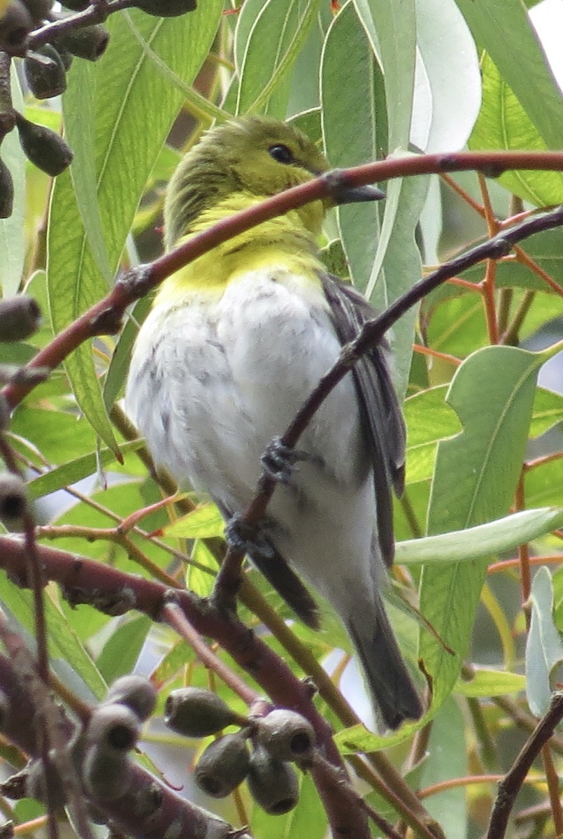 Vireo Gorjiamarillo - ML620583263