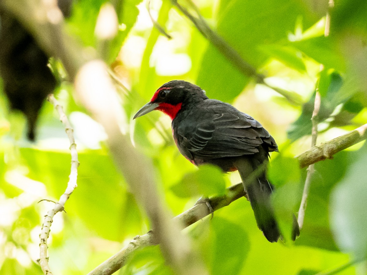 Rosy Thrush-Tanager - ML620583267