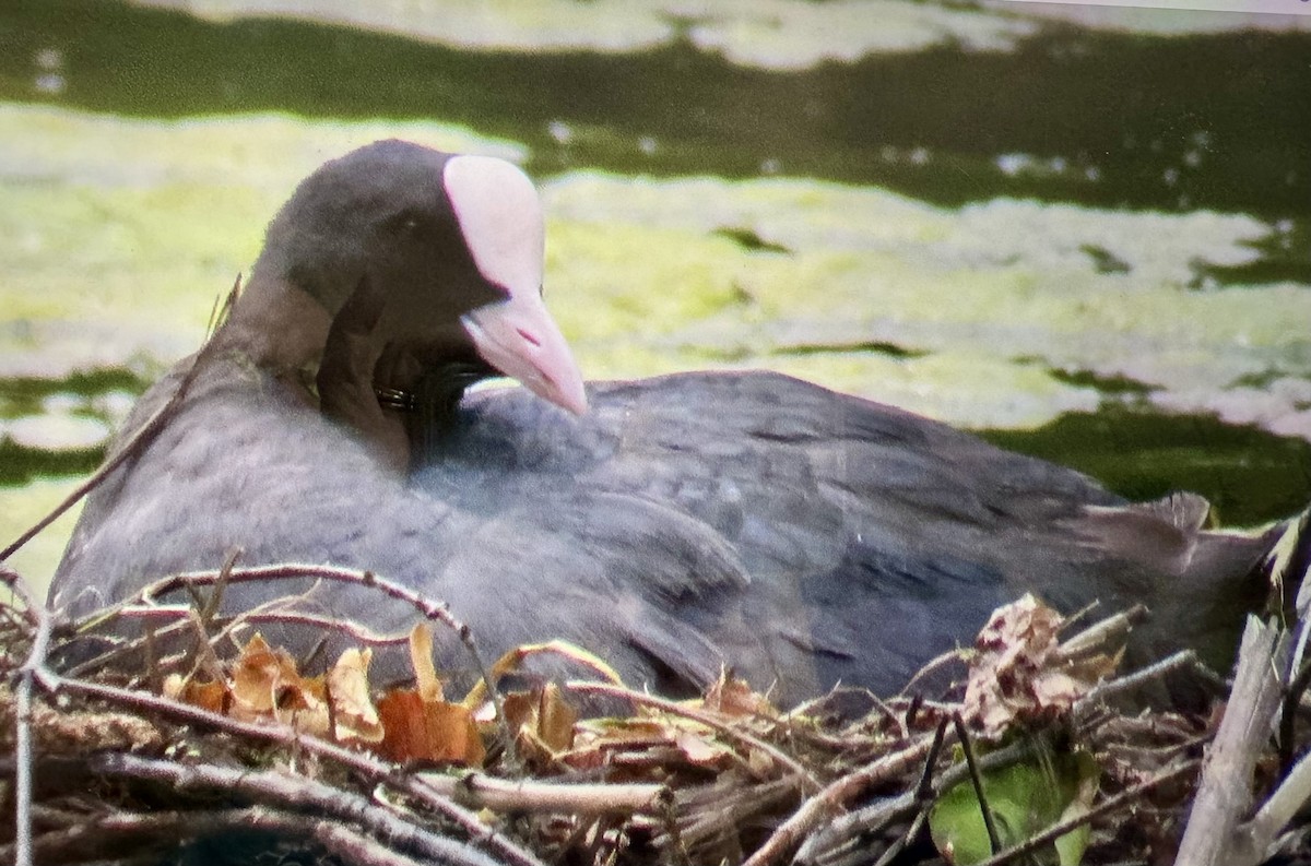 Eurasian Coot - ML620583271