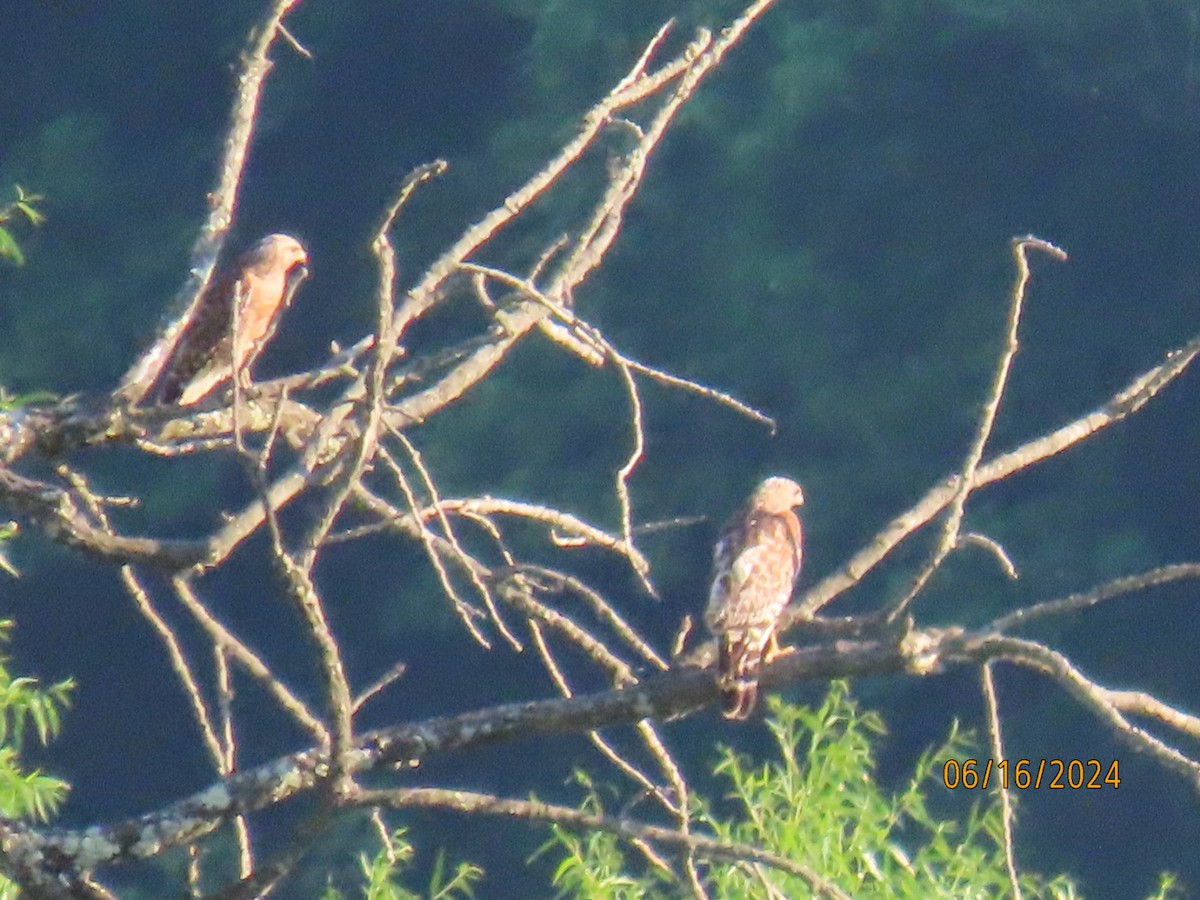 Red-shouldered Hawk - ML620583279