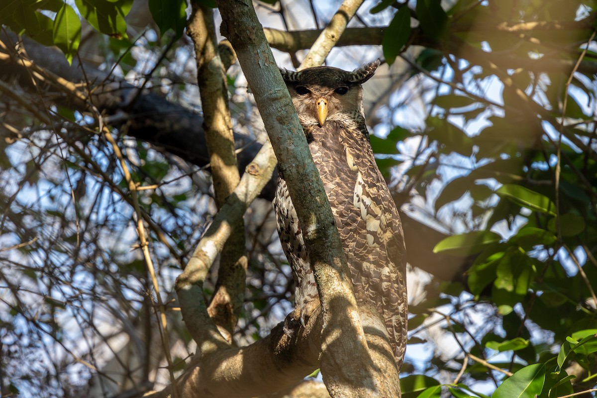 Spot-bellied Eagle-Owl - ML620583283