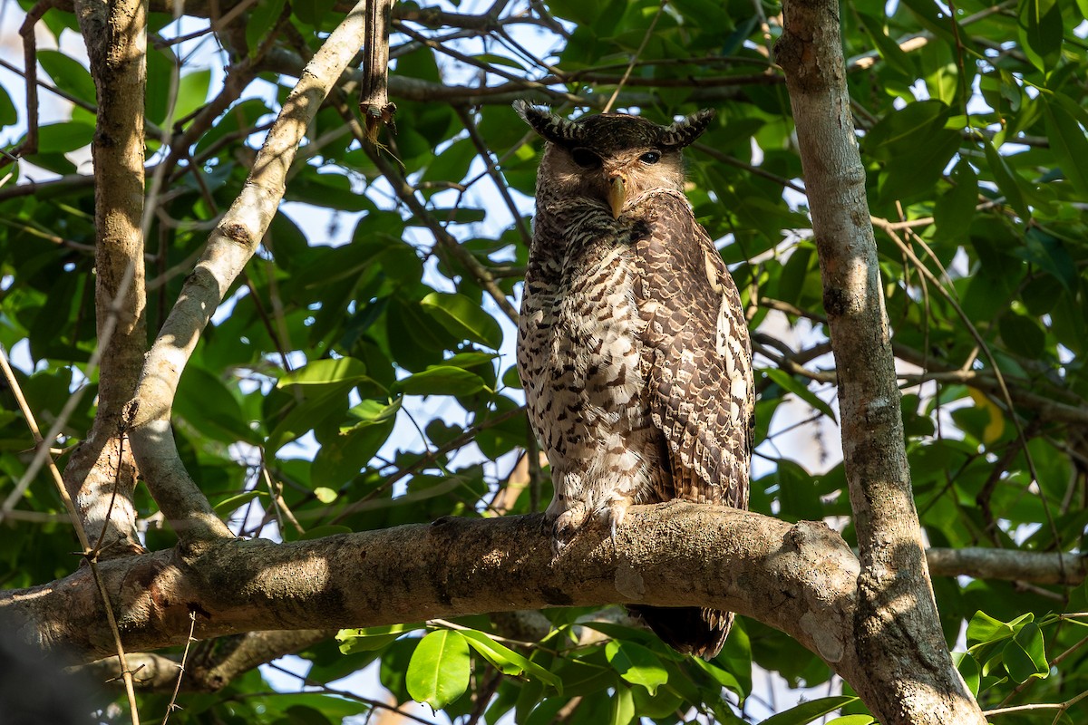 Spot-bellied Eagle-Owl - ML620583284