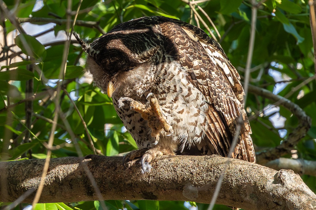 Spot-bellied Eagle-Owl - ML620583285