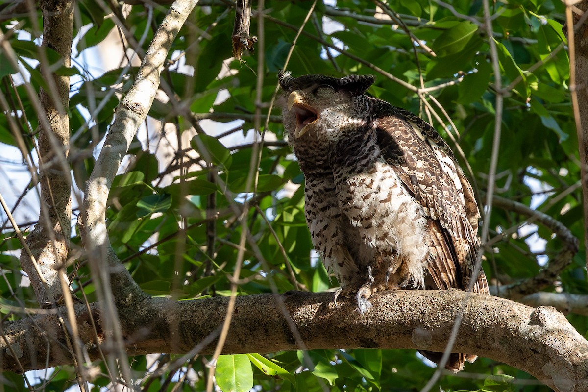Spot-bellied Eagle-Owl - ML620583286