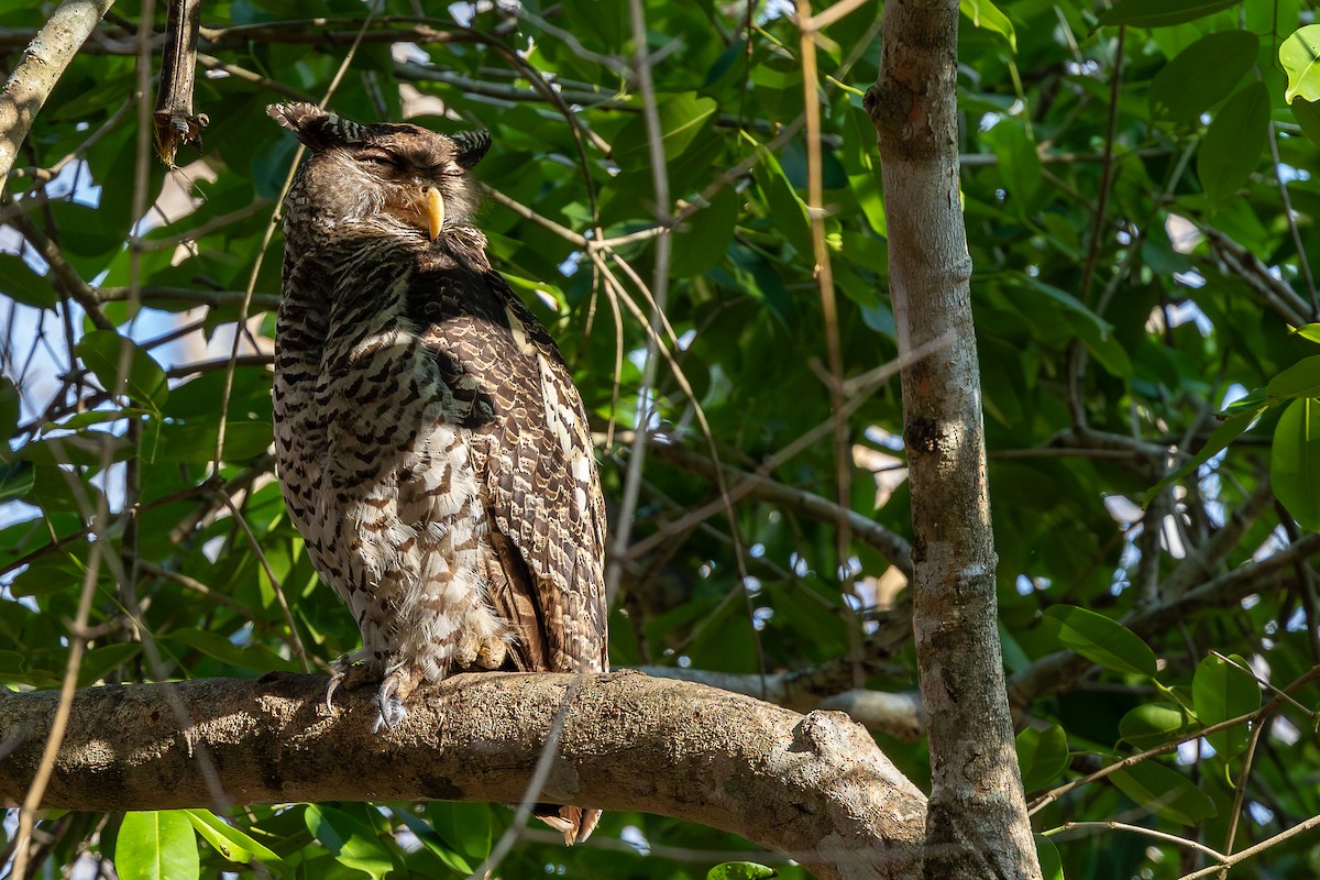 Spot-bellied Eagle-Owl - ML620583288