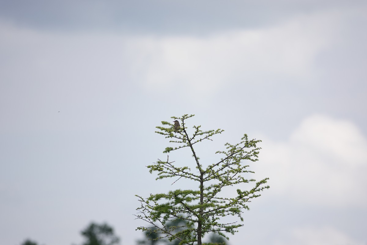 Olive-backed Pipit - ML620583289