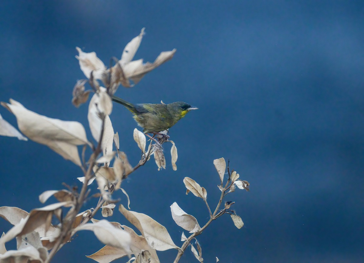 Gray-crowned Yellowthroat - ML620583295