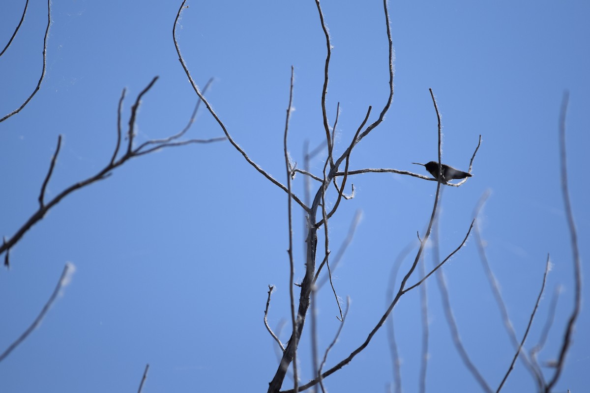 Black-chinned Hummingbird - ML620583298