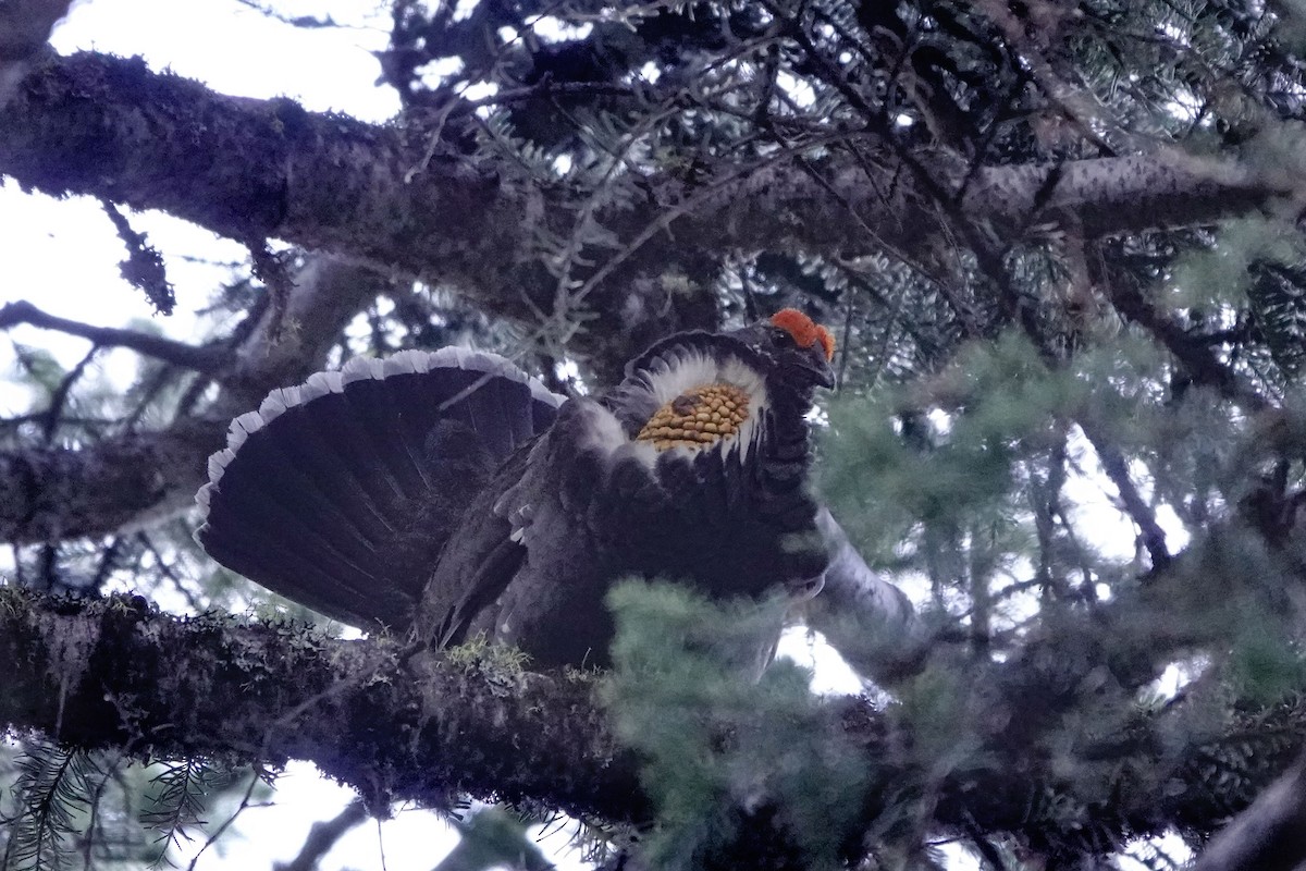 Sooty Grouse - ML620583302