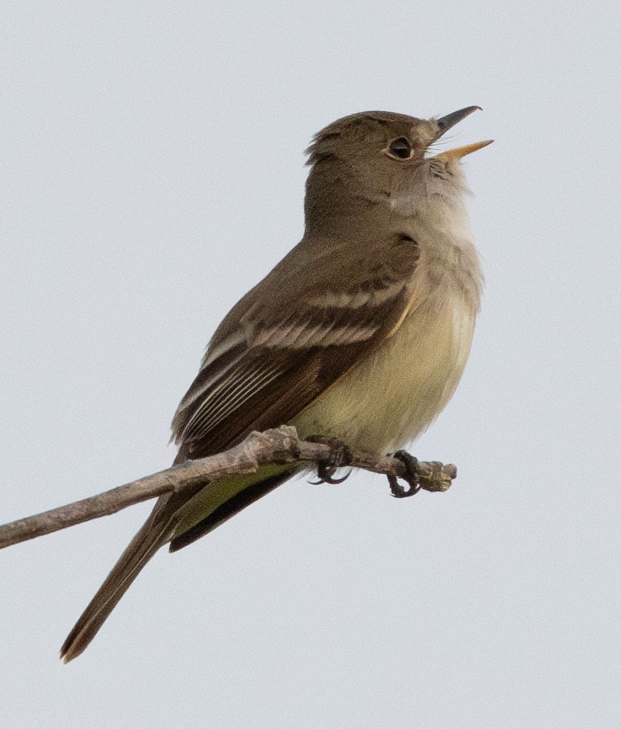 Willow Flycatcher - ML620583309