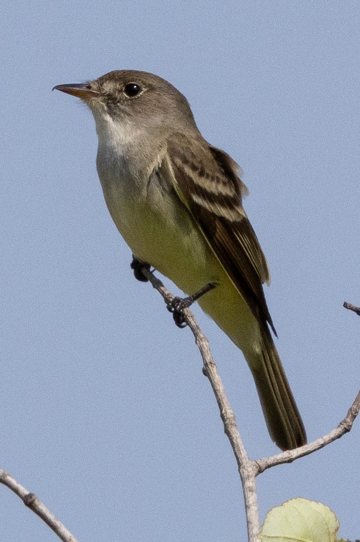 Willow Flycatcher - Patrick Addy