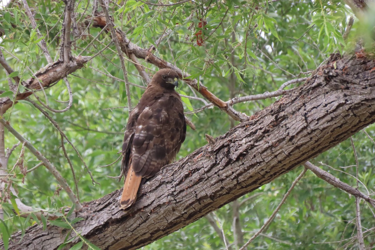 Rotschwanzbussard - ML620583312