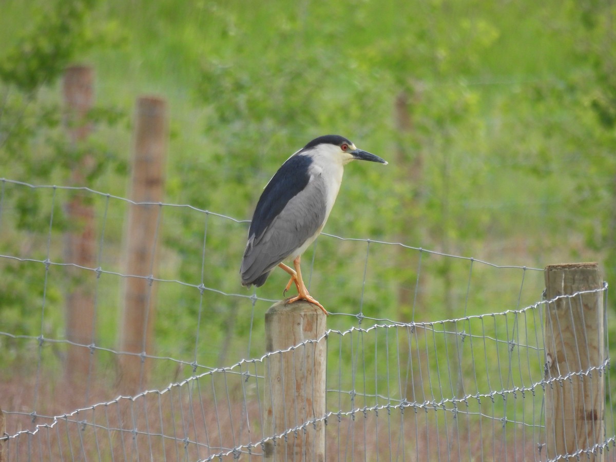 Black-crowned Night Heron - ML620583320