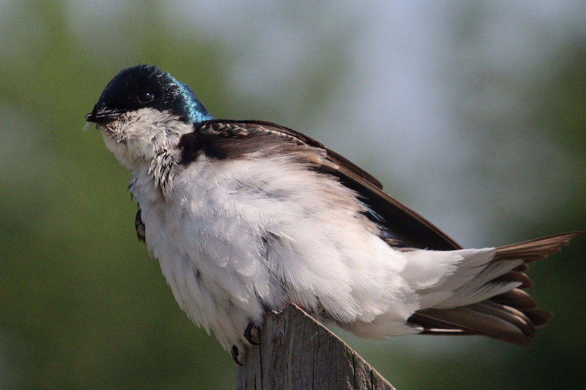 Golondrina Bicolor - ML620583324