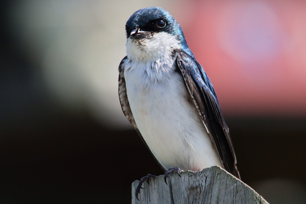 Golondrina Bicolor - ML620583325