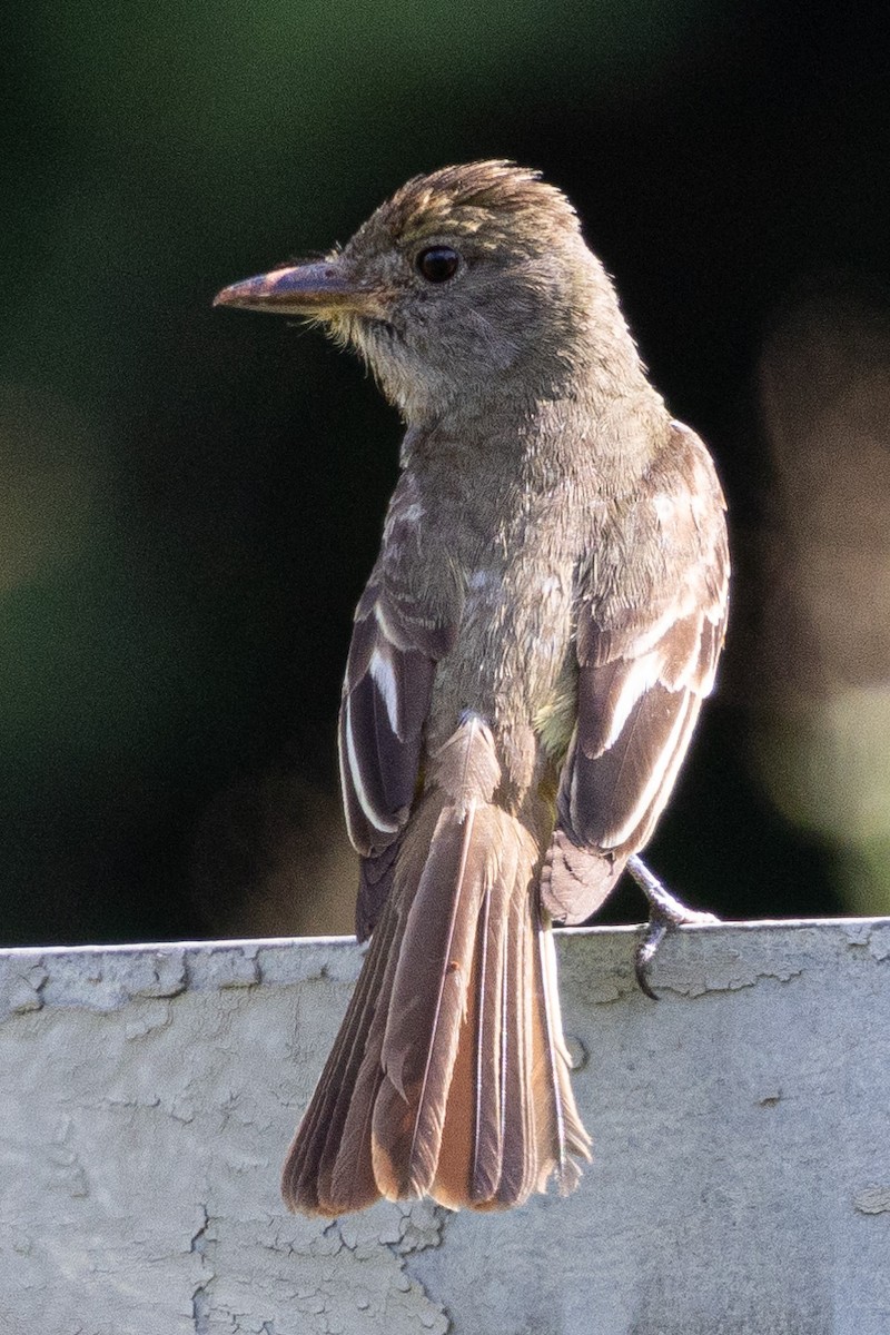 Great Crested Flycatcher - ML620583327