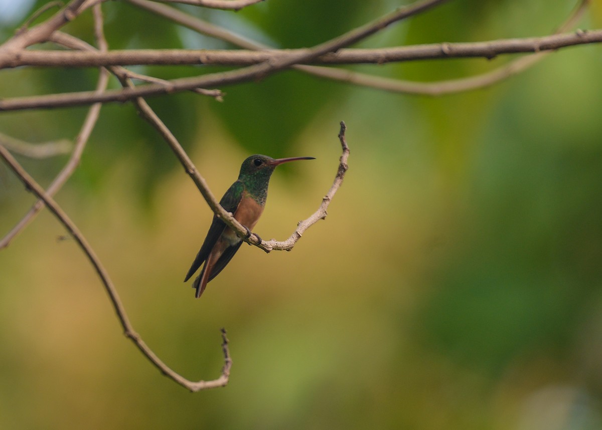 Buff-bellied Hummingbird - ML620583331