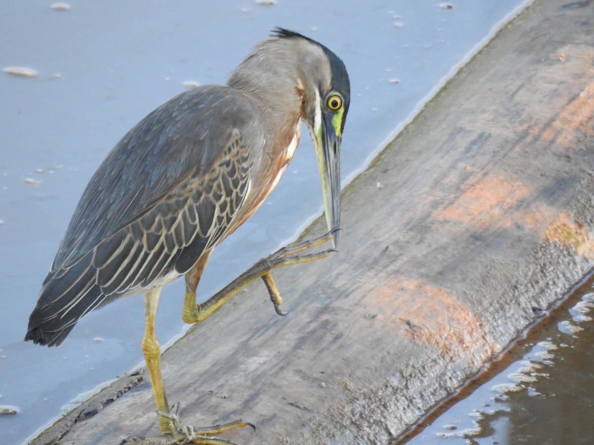 Striated Heron - ML620583333