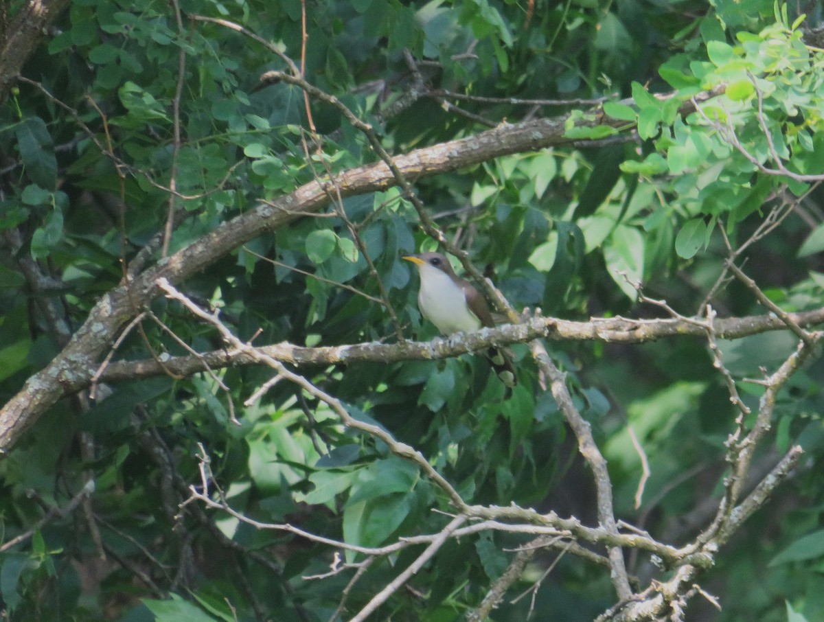 Yellow-billed Cuckoo - ML620583334