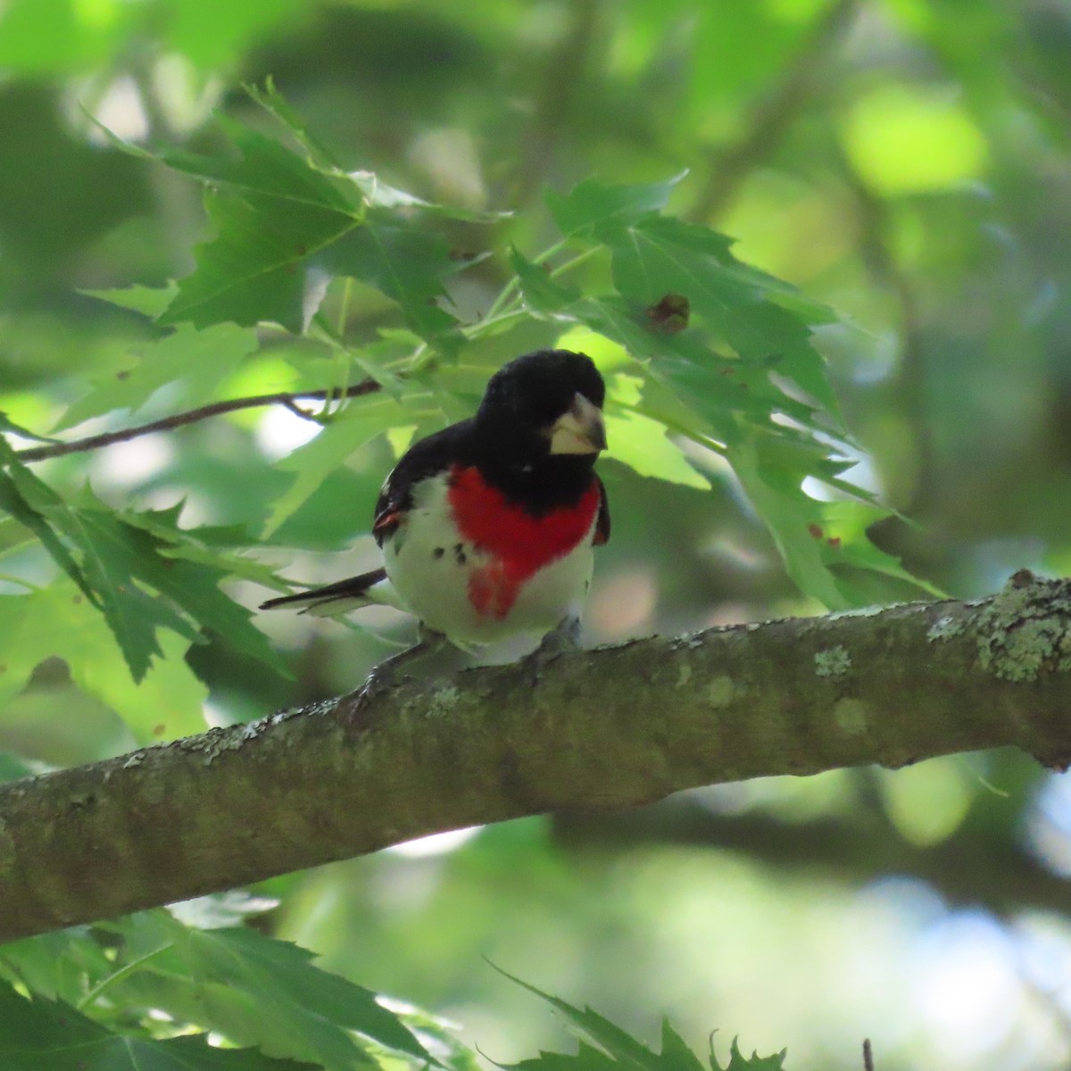 Rose-breasted Grosbeak - ML620583337