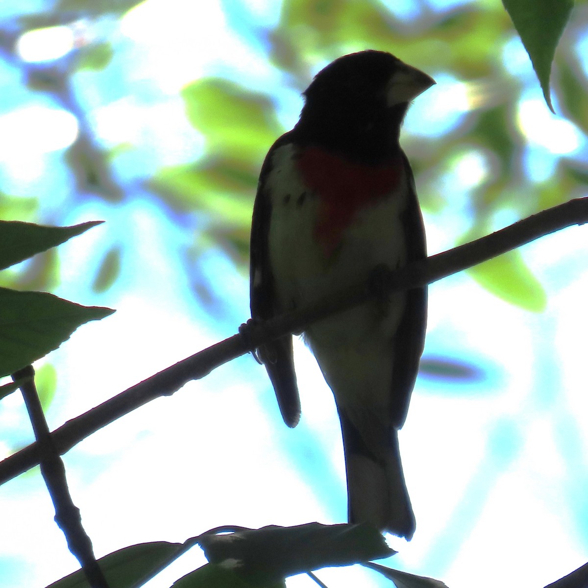 Rose-breasted Grosbeak - ML620583338