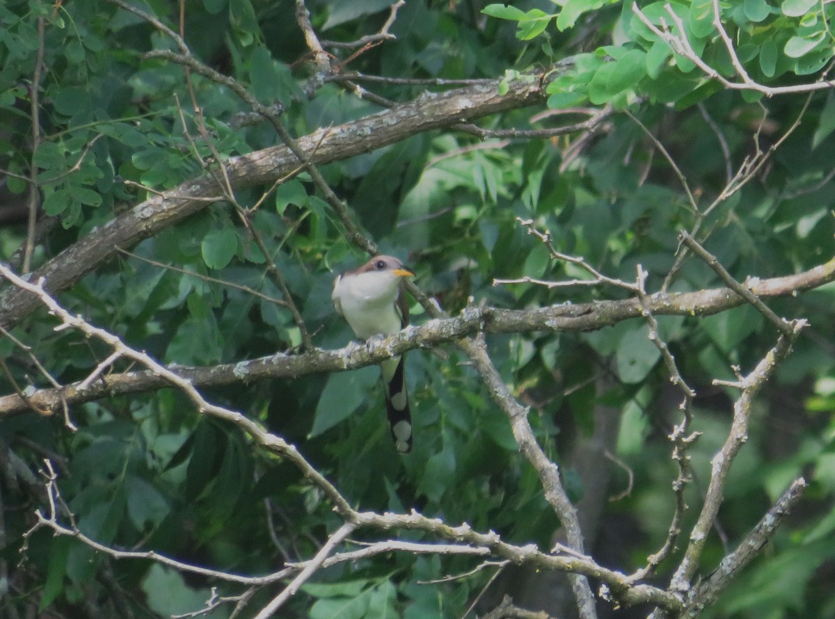 Yellow-billed Cuckoo - ML620583345