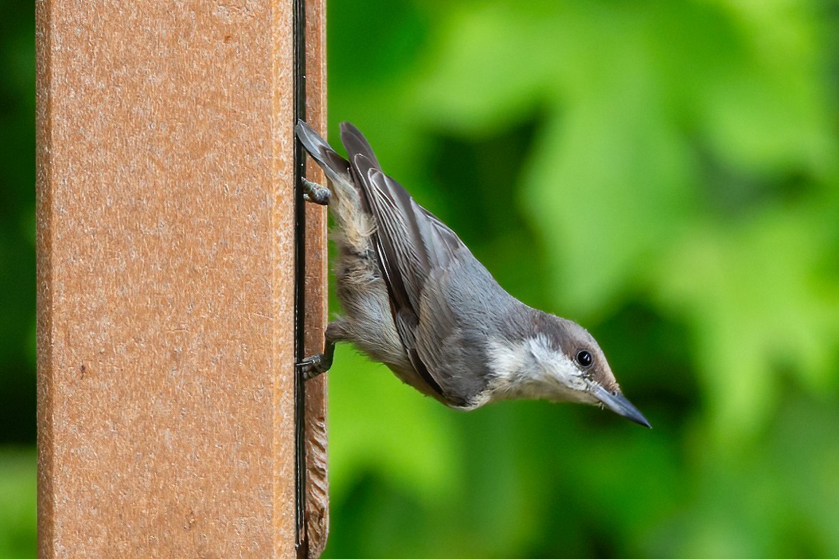Brown-headed Nuthatch - George Holt