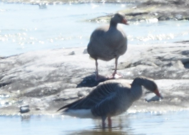 Graylag Goose - ML620583365