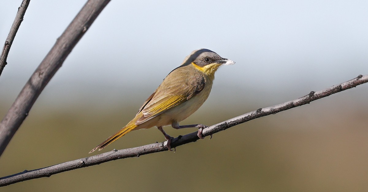 Gray-headed Honeyeater - ML620583368