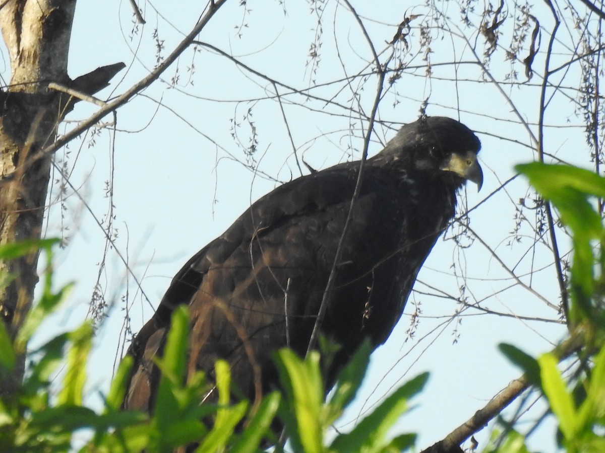 Snail Kite - ML620583375