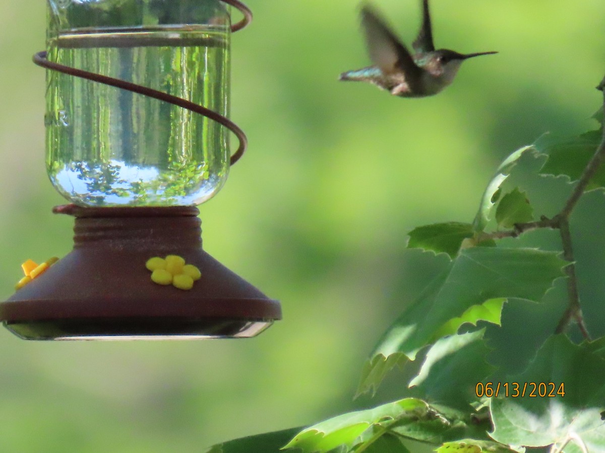 Ruby-throated Hummingbird - ML620583381