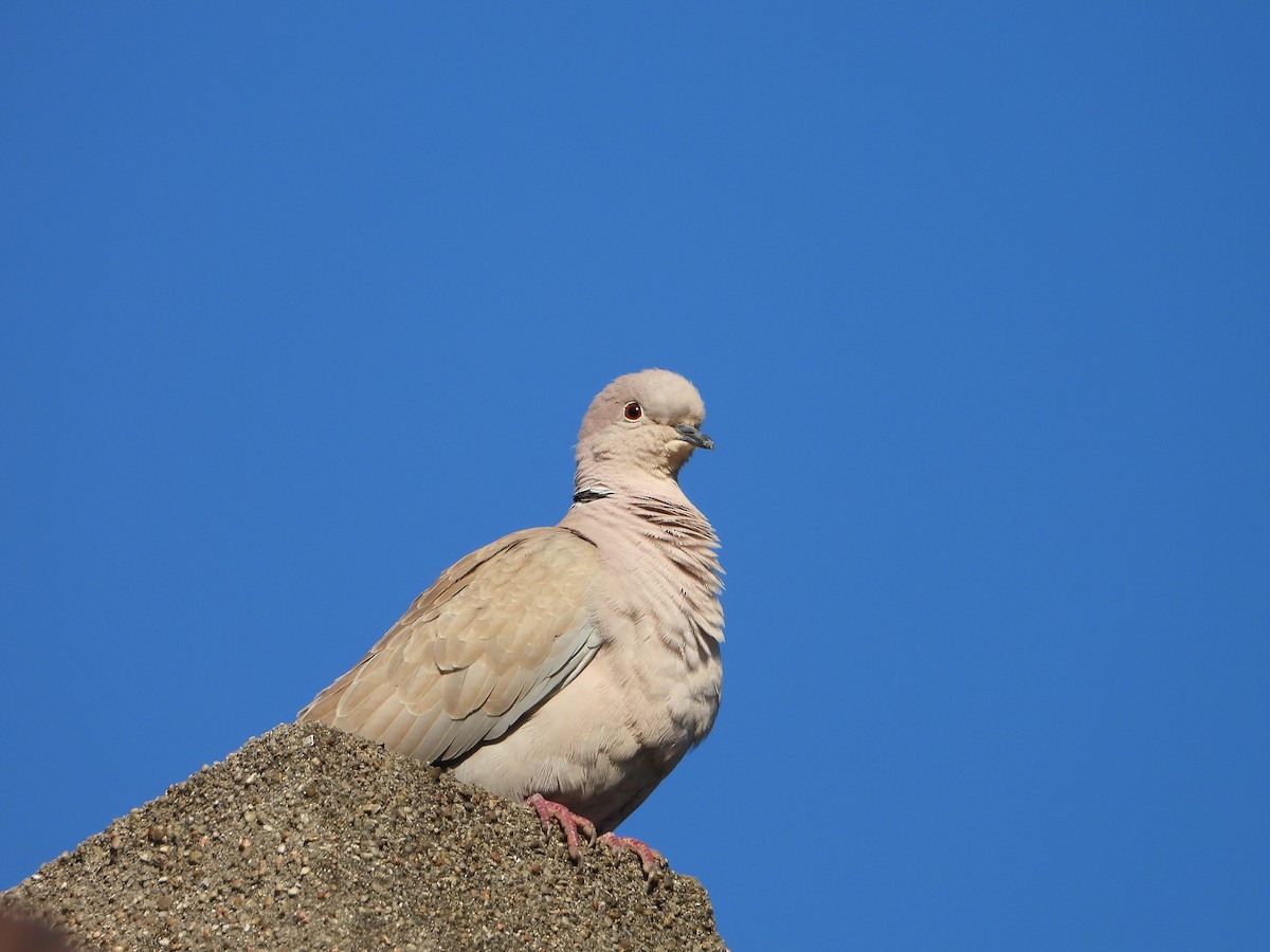 Eurasian Collared-Dove - valerie pelchat