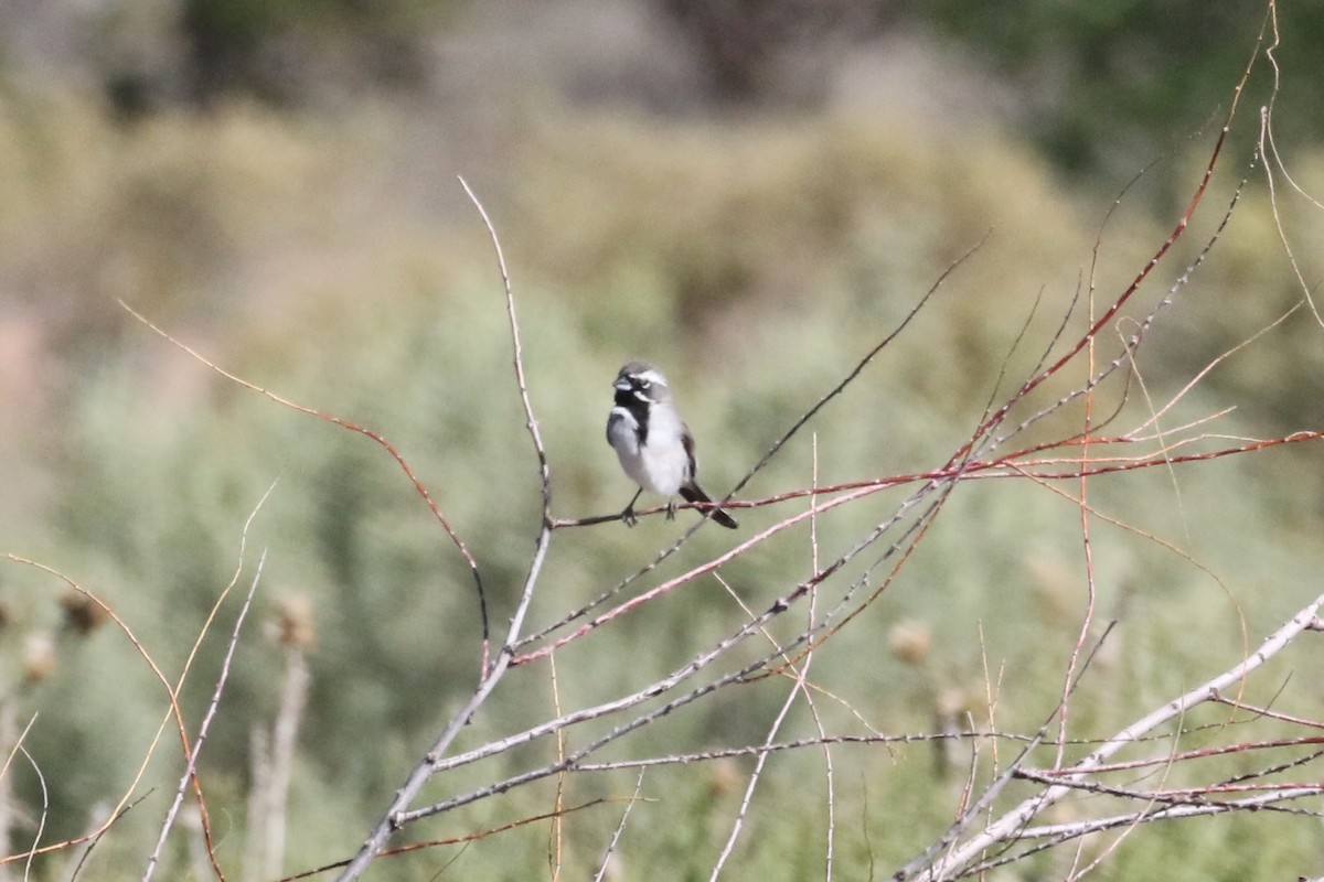 Black-throated Sparrow - ML620583388