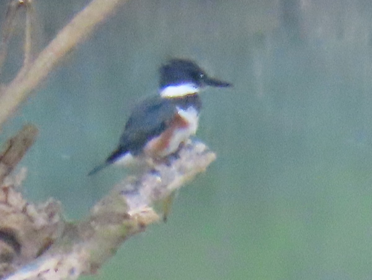 Belted Kingfisher - ML620583393