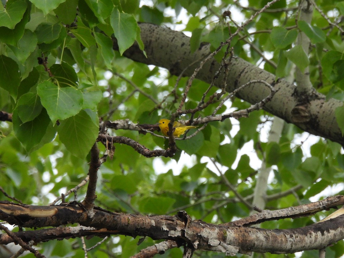 Yellow Warbler - Lara Fitzpatrick