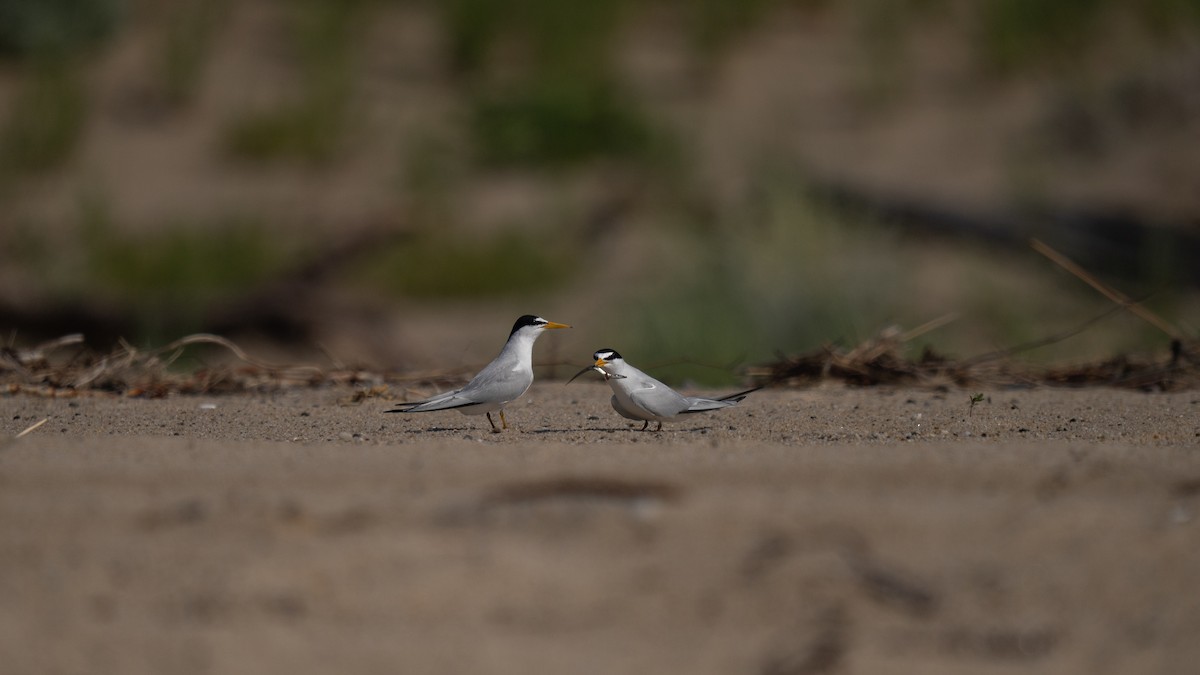 Least Tern - ML620583400