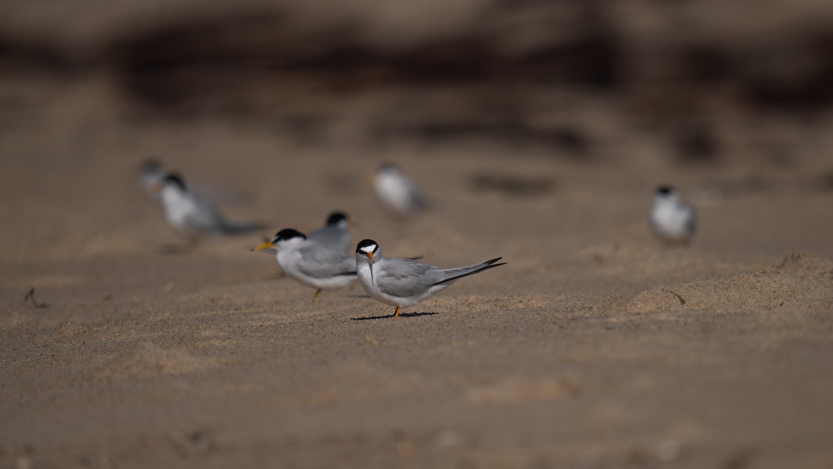 Least Tern - ML620583401