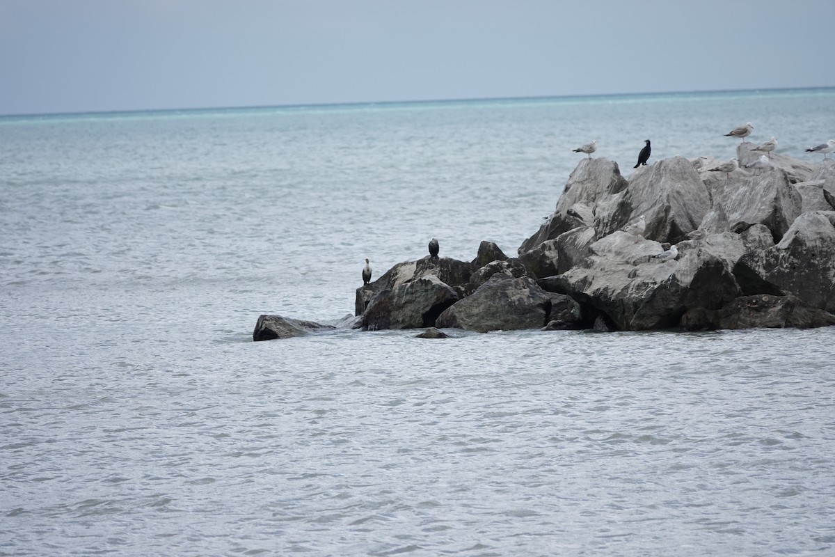 Double-crested Cormorant - ML620583403