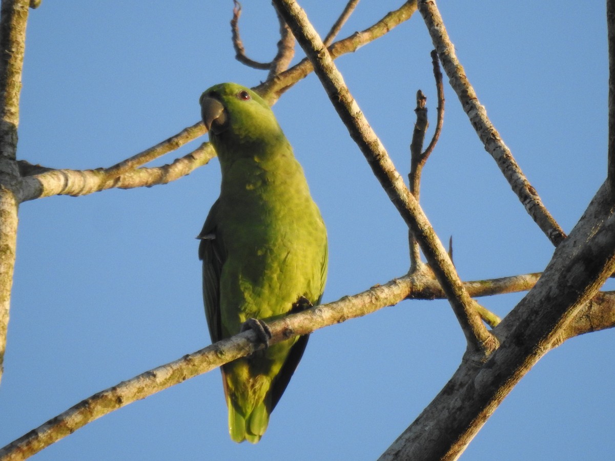 Short-tailed Parrot - ML620583409