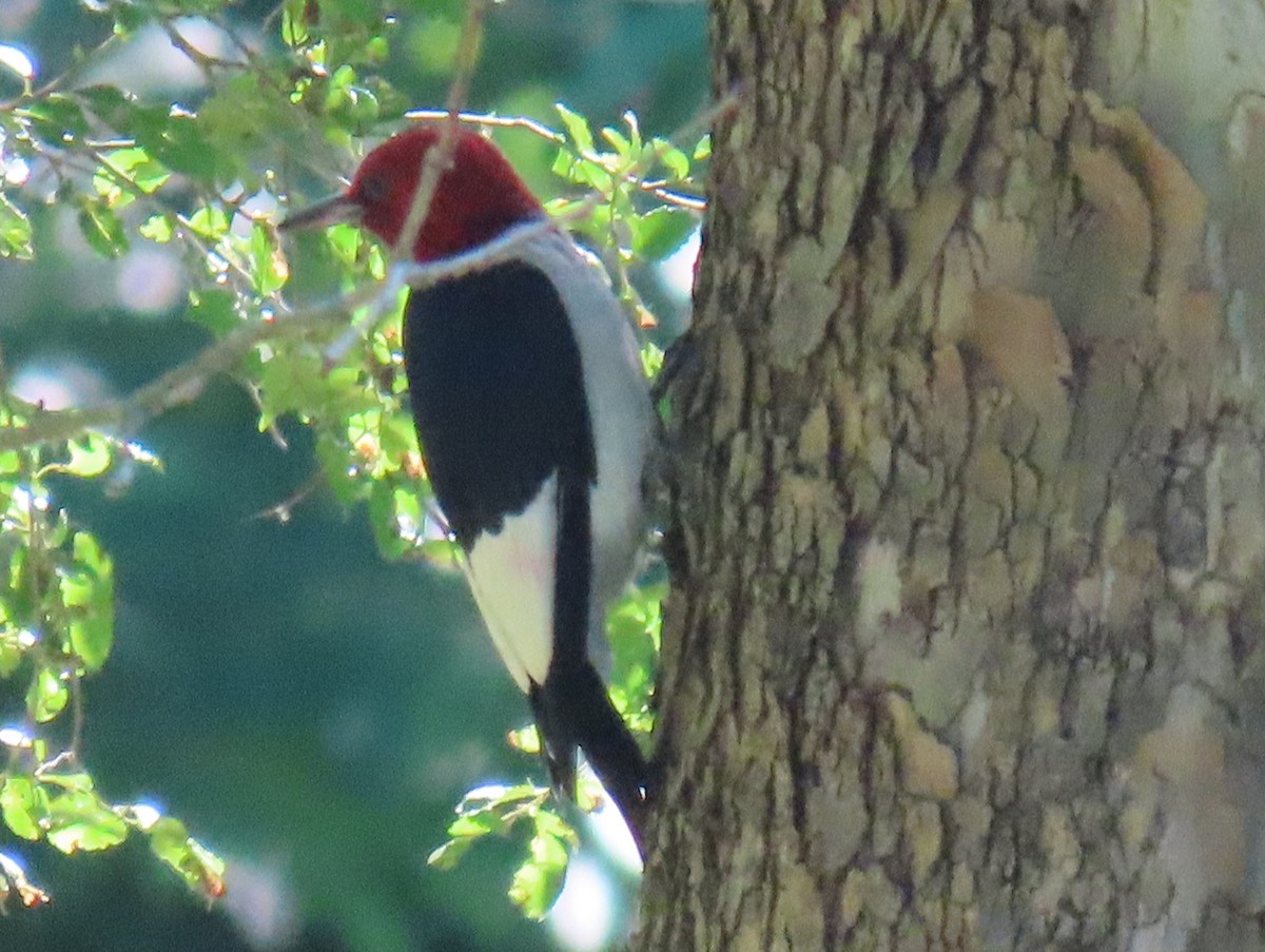 Red-headed Woodpecker - ML620583412