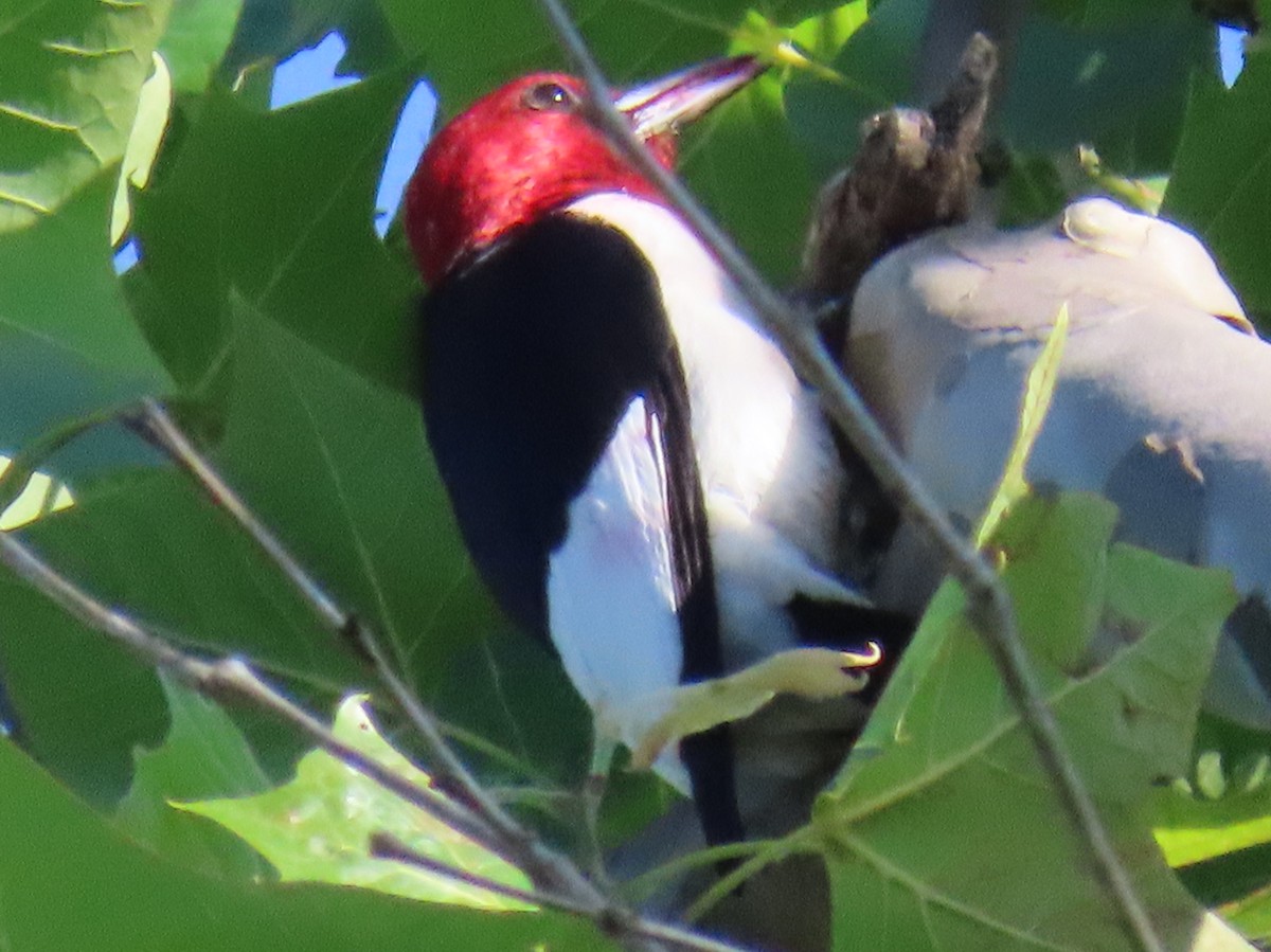 Red-headed Woodpecker - ML620583413