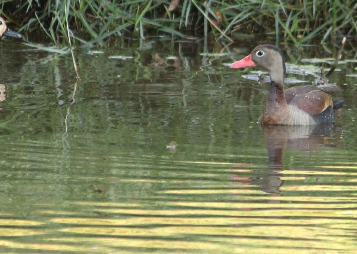 Dendrocygne à ventre noir - ML620583414